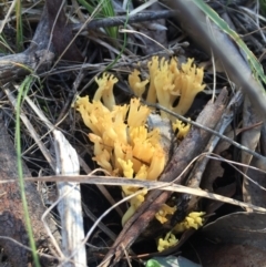Ramaria sp. (genus) (A Coral fungus) at Gungahlin, ACT - 5 Aug 2016 by JasonC