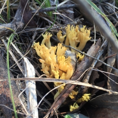 Ramaria sp. (genus) (A Coral fungus) at Gungahlin, ACT - 5 Aug 2016 by JasonC
