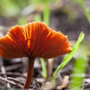 Laccaria sp. at Murrumbateman, NSW - 24 Jul 2016