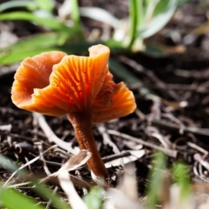 Laccaria sp. at Murrumbateman, NSW - 24 Jul 2016