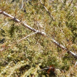 Juniperus sp. at Gowrie, ACT - 5 Aug 2016