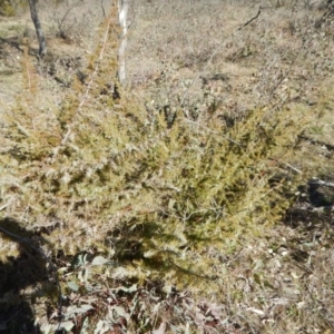 Juniperus sp. at Gowrie, ACT - 5 Aug 2016