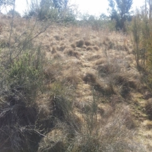 Discaria pubescens at Greenway, ACT - 5 Aug 2016