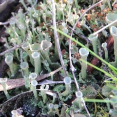 Cladonia sp. (genus) (Cup Lichen) at Mount Majura - 4 Aug 2016 by petersan