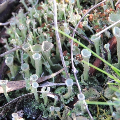 Cladonia sp. (genus) (Cup Lichen) at Canberra Central, ACT - 4 Aug 2016 by petersan