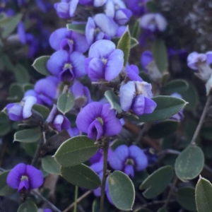 Hovea heterophylla at Googong, NSW - 5 Aug 2016