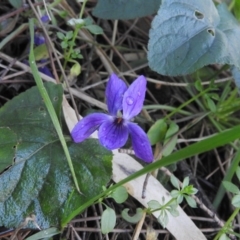 Viola odorata (Sweet Violet, Common Violet) at Fadden, ACT - 22 Jul 2016 by RyuCallaway