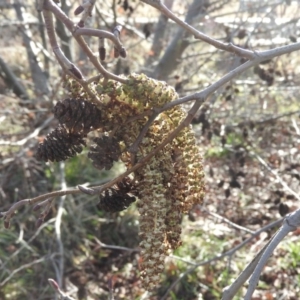 Alnus glutinosa at Fadden, ACT - 23 Jul 2016 09:27 AM