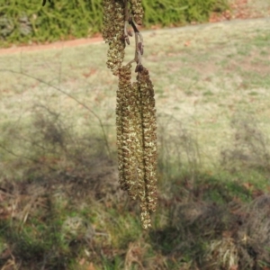 Alnus glutinosa at Fadden, ACT - 23 Jul 2016 09:27 AM