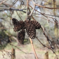 Alnus glutinosa at Fadden, ACT - 23 Jul 2016 09:27 AM