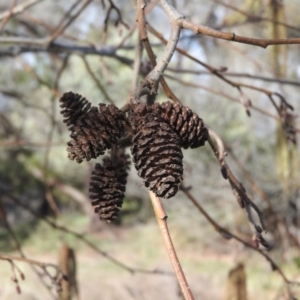 Alnus glutinosa at Fadden, ACT - 23 Jul 2016 09:27 AM