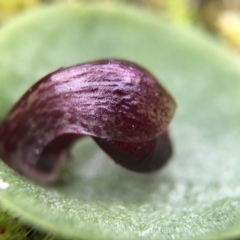 Corysanthes incurva (Slaty Helmet Orchid) at Canberra Central, ACT by AaronClausen