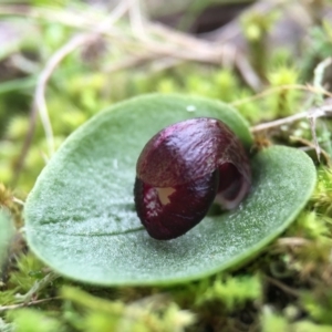 Corysanthes incurva at suppressed - 6 Aug 2016