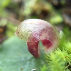 Corysanthes incurva (Slaty Helmet Orchid) at Canberra Central, ACT by AaronClausen