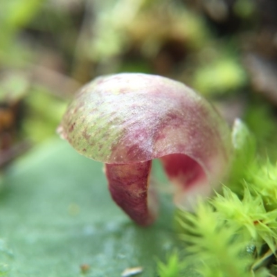 Corysanthes incurva (Slaty Helmet Orchid) at Canberra Central, ACT by AaronClausen