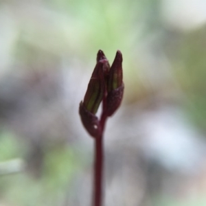 Cyrtostylis reniformis at suppressed - 6 Aug 2016