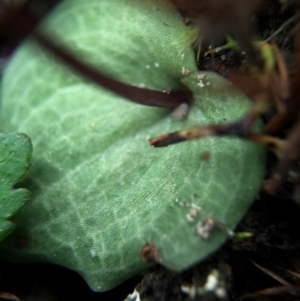 Cyrtostylis reniformis at suppressed - 6 Aug 2016