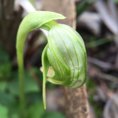 Pterostylis nutans (Nodding Greenhood) at Canberra Central, ACT - 6 Aug 2016 by AaronClausen