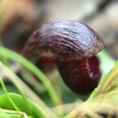 Corysanthes incurva (Slaty Helmet Orchid) at Canberra Central, ACT - 6 Aug 2016 by AaronClausen