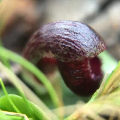 Corysanthes incurva (Slaty Helmet Orchid) at Canberra Central, ACT by AaronClausen