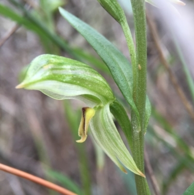 Bunochilus umbrinus (Broad-sepaled Leafy Greenhood) at Canberra Central, ACT - 6 Aug 2016 by AaronClausen