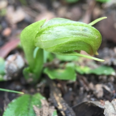 Pterostylis nutans (Nodding Greenhood) at Canberra Central, ACT - 6 Aug 2016 by AaronClausen