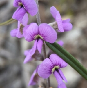 Hovea heterophylla at Canberra Central, ACT - 6 Aug 2016 03:32 PM