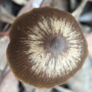 zz agaric (stem; gills not white/cream) at Canberra Central, ACT - 6 Aug 2016 03:32 PM