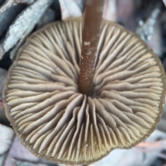 zz agaric (stem; gills not white/cream) at Canberra Central, ACT - 6 Aug 2016 03:32 PM