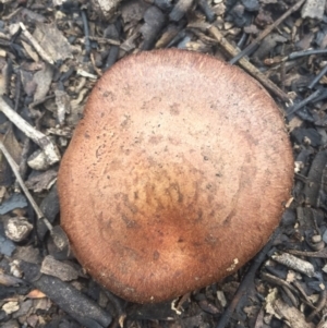 zz agaric (stem; gills not white/cream) at Acton, ACT - 6 Aug 2016