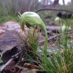 Pterostylis nutans at Acton, ACT - 6 Aug 2016