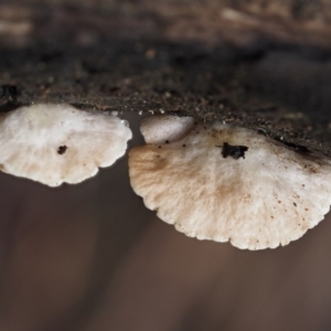 Crepidotus sp. at Cotter River, ACT - 9 Jul 2016