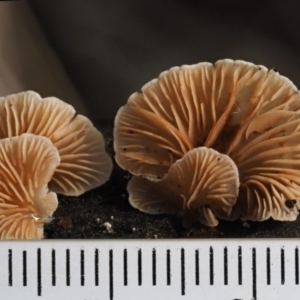 Crepidotus sp. at Cotter River, ACT - 9 Jul 2016