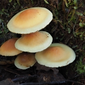 Hypholoma sp. at Cotter River, ACT - 9 Jul 2016