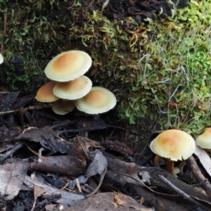 Hypholoma sp. at Cotter River, ACT - 9 Jul 2016