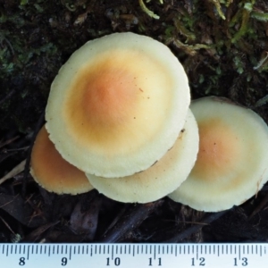 Hypholoma sp. at Cotter River, ACT - 9 Jul 2016