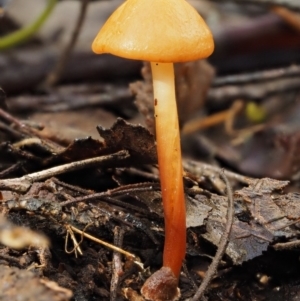 Marasmius elegans at Cotter River, ACT - 9 Jul 2016 11:43 AM