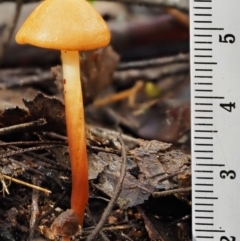 Marasmius elegans at Cotter River, ACT - 9 Jul 2016 11:43 AM