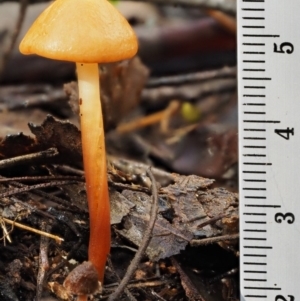 Marasmius elegans at Cotter River, ACT - 9 Jul 2016 11:43 AM