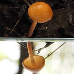 Marasmius elegans at Cotter River, ACT - 9 Jul 2016