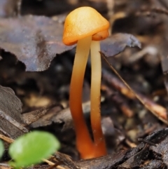 Marasmius elegans at Cotter River, ACT - 9 Jul 2016