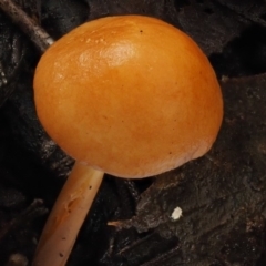 Marasmius elegans at Cotter River, ACT - 9 Jul 2016