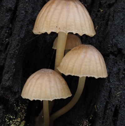 zz agaric (stem; gills white/cream) at Cotter River, ACT - 9 Jul 2016 by KenT