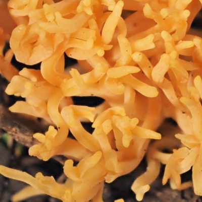 Ramaria sp. (A Coral fungus) at Cotter River, ACT - 9 Jul 2016 by KenT