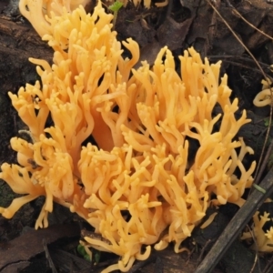 Ramaria sp. at Cotter River, ACT - 9 Jul 2016