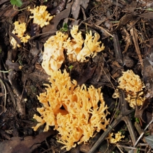 Ramaria sp. at Cotter River, ACT - 9 Jul 2016