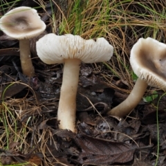 Tricholoma sp. (gills white/creamy) at Cotter River, ACT - 9 Jul 2016