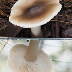 Tricholoma sp. (gills white/creamy) at Cotter River, ACT - 9 Jul 2016