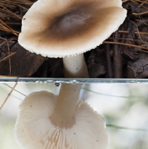 Tricholoma sp. (gills white/creamy) at Cotter River, ACT - 9 Jul 2016