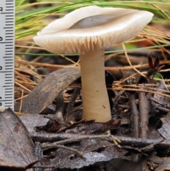 Tricholoma sp. (gills white/creamy) at Cotter River, ACT - 9 Jul 2016